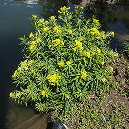 Euphorbia, Mole plant, Caper spurge